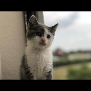 Meet your Posher, Morgan